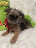 Annabelle, a female Brussels Griffon for sale in Lexington, VA – Photo 5 of 6
