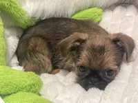 Boone-please read bio, a male Brussels Griffon for sale in Lexington, VA – 6 of 9