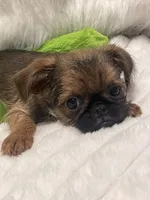 Boone-please read bio, a male Brussels Griffon for sale in Lexington, VA – 1 of 9