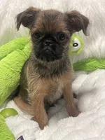 Boone-please read bio, a male Brussels Griffon for sale in Lexington, VA – 7 of 9