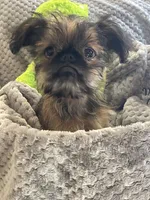 Finn, a male Brussels Griffon for sale in Lexington, VA – 3 of 8