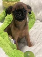 Maple-please read bio, a female Brussels Griffon for sale in Lexington, VA – 2 of 8