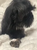 Levi-please read the bio!, a male Brussels Griffon for sale in Lexington, VA – 2 of 8