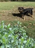 Puppies Are here !!!!!, a  Brussels Griffon for sale in Lexington, VA – Photo 3 of 3