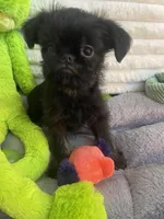 Levi-please read the bio!, a male Brussels Griffon for sale in Lexington, VA – Photo 3 of 4