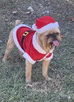 Puppies Are here !!!!!, a  Brussels Griffon for sale in Lexington, VA – Photo 2 of 3