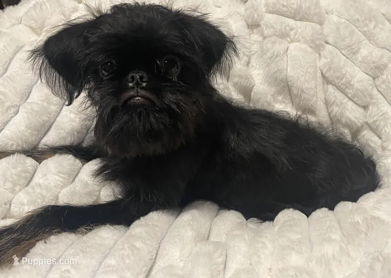 Levi-please read the bio! – Brussels Griffon puppy for sale in Lexington, VA