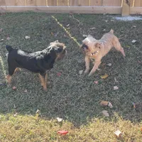 Puppies Are here !!!!!, a  Brussels Griffon for sale in Lexington, VA – Photo 1 of 3