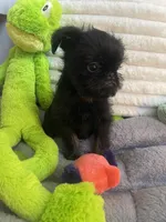 Levi-please read the bio!, a male Brussels Griffon for sale in Lexington, VA – Photo 4 of 4