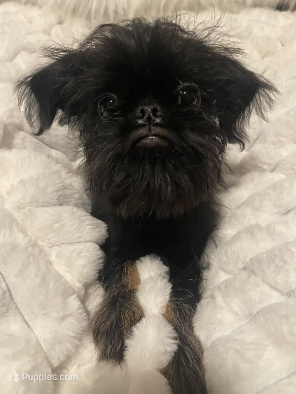 Levi-please read the bio! – Brussels Griffon puppy for sale in Lexington, VA