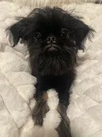 Levi-please read the bio!, a male Brussels Griffon for sale in Lexington, VA – 1 of 8
