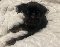 Levi-please read the bio!, a male Brussels Griffon for sale in Lexington, VA – 4 of 8