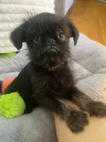 Levi-please read the bio!, a male Brussels Griffon for sale in Lexington, VA – Photo 2 of 4