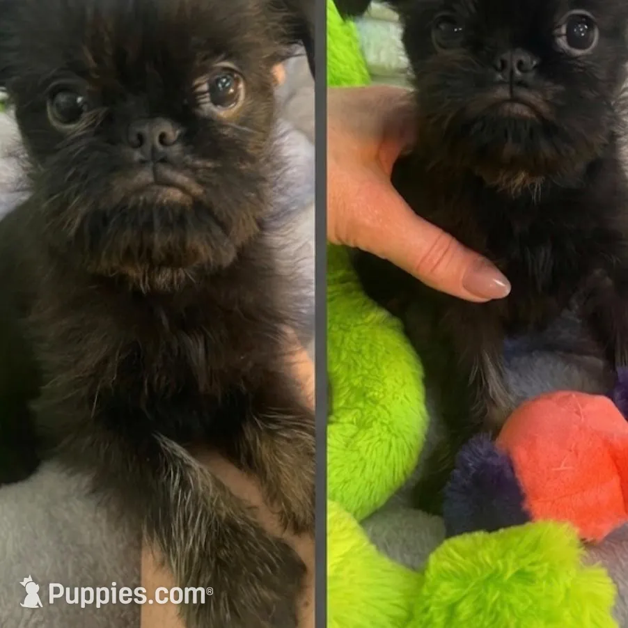 Levi-please read the bio! – Brussels Griffon puppy for sale in Lexington, VA