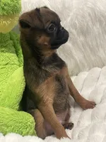 Ziggy-please read bio, a male Brussels Griffon for sale in Lexington, VA – 7 of 10