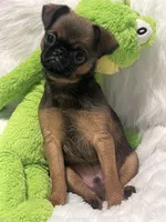 Ziggy-please read bio, a male Brussels Griffon for sale in Lexington, VA – 3 of 10