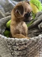 Buster *** Please read bio, a male Brussels Griffon for sale in Lexington, VA – 2 of 8