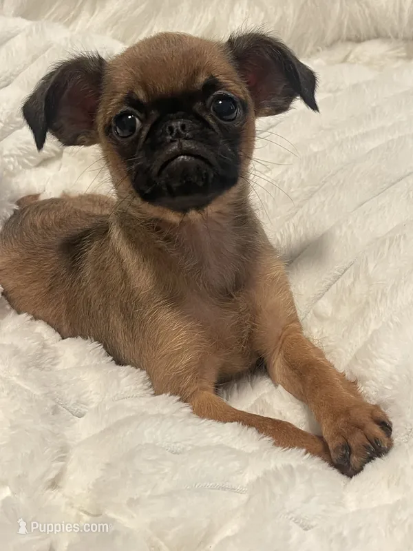 Teddy-please read bio – Brussels Griffon puppy for sale in Lexington, VA