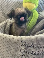 Pip, a male Brussels Griffon for sale in Lexington, VA – 8 of 10