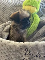 Pip, a male Brussels Griffon for sale in Lexington, VA – 6 of 10