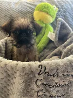 Pip, a male Brussels Griffon for sale in Lexington, VA – 7 of 10