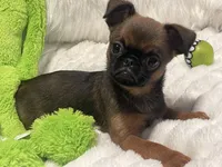 Ziggy-please read bio, a male Brussels Griffon for sale in Lexington, VA – 9 of 10