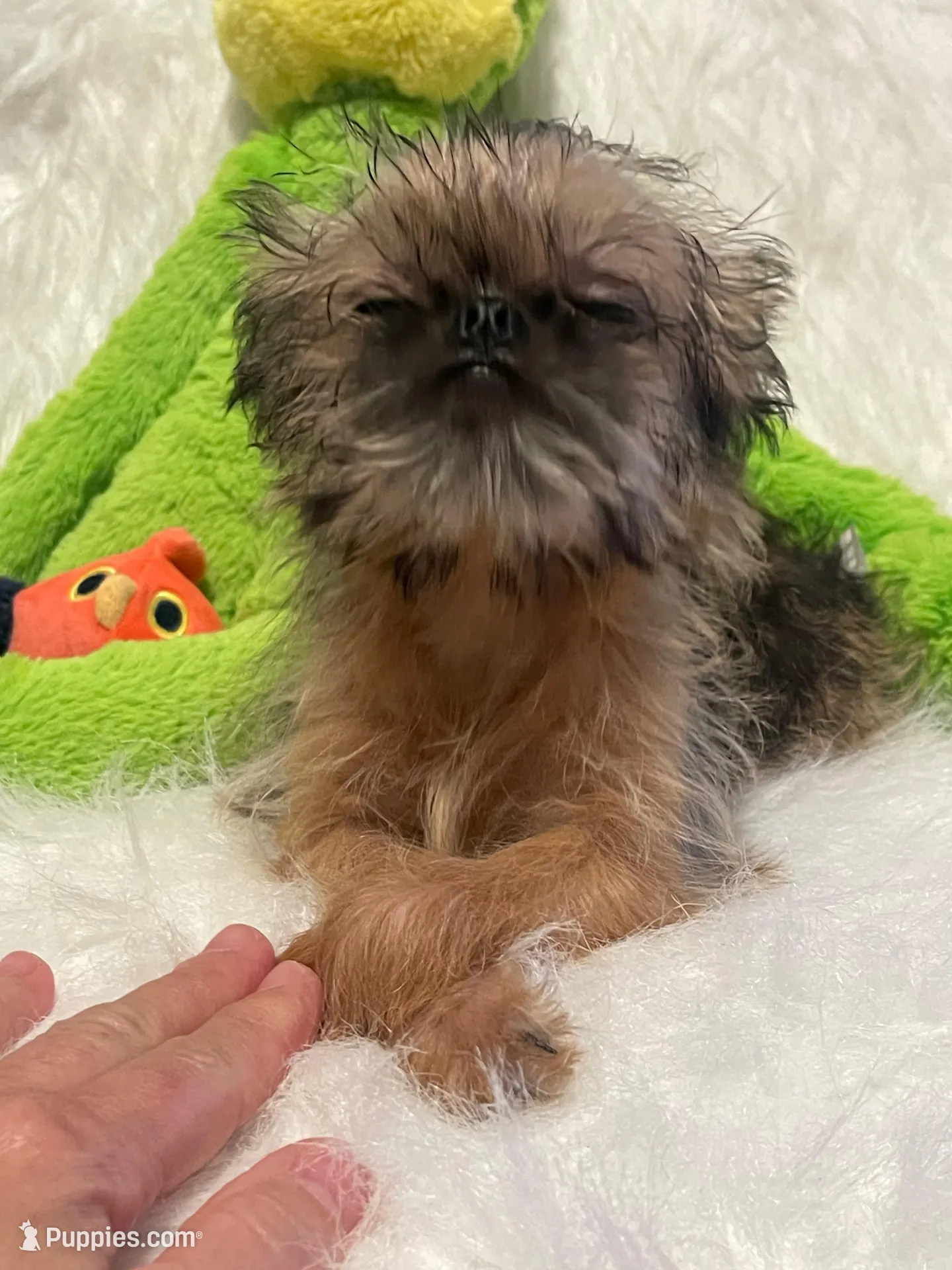 Annabelle, a female Brussels Griffon for sale in Lexington, VA – Photo 2 of 6