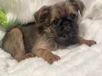 Boone-please read bio, a male Brussels Griffon for sale in Lexington, VA – 4 of 9