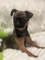 Ziggy-please read bio, a male Brussels Griffon for sale in Lexington, VA – 6 of 10