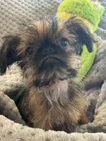 Finn, a male Brussels Griffon for sale in Lexington, VA – 4 of 8