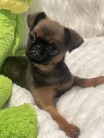 Ziggy-please read bio, a male Brussels Griffon for sale in Lexington, VA – 5 of 10
