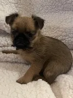Buster *** Please read bio, a male Brussels Griffon for sale in Lexington, VA – 5 of 5