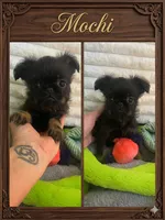 Mochi-please read bio, a female Brussels Griffon for sale in Lexington, VA – Photo 1 of 4