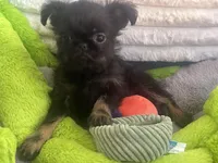 Mochi-please read bio, a female Brussels Griffon for sale in Lexington, VA – Photo 4 of 4