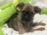Boone-please read bio, a male Brussels Griffon for sale in Lexington, VA – 8 of 9