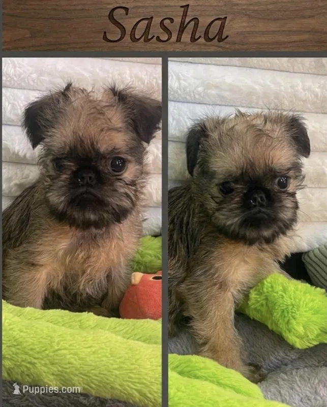Sasha-please read bio – Brussels Griffon puppy for sale in Lexington, VA