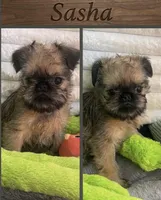 Sasha-please read bio, a female Brussels Griffon for sale in Lexington, VA – Photo 1 of 5
