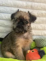 Sasha-please read bio, a female Brussels Griffon for sale in Lexington, VA – Photo 3 of 5