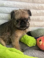 Sasha-please read bio, a female Brussels Griffon for sale in Lexington, VA – Photo 2 of 5