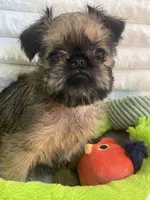 Sasha-please read bio, a female Brussels Griffon for sale in Lexington, VA – Photo 4 of 5