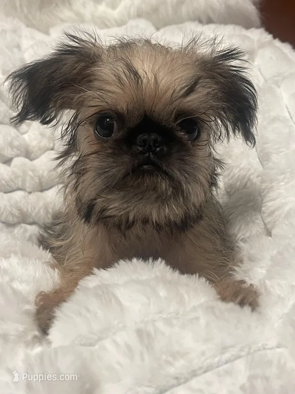 Sasha-please read bio – Brussels Griffon puppy for sale in Lexington, VA