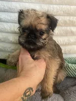 Sasha-please read bio, a female Brussels Griffon for sale in Lexington, VA – Photo 5 of 5