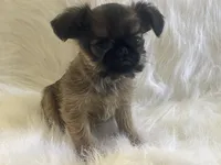 Benny *** Please read Bio, a male Brussels Griffon for sale in Lexington, VA – 4 of 7