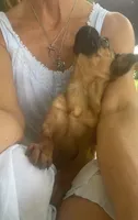 Chloe, a female Brussels Griffon for sale in Lexington, VA – 6 of 6