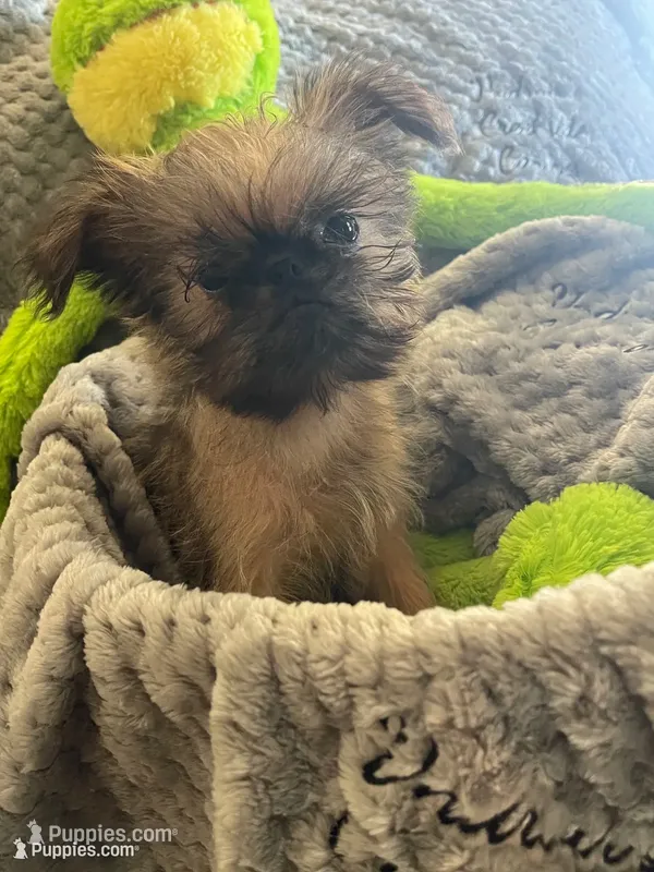 Benny *** Please read Bio – Brussels Griffon puppy for sale in Lexington, VA
