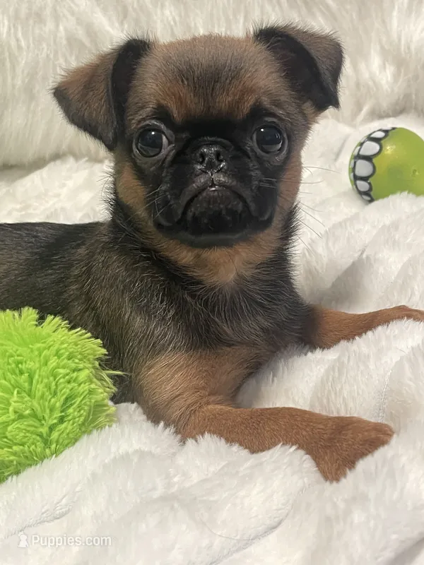 Ziggy-please read bio – Brussels Griffon puppy for sale in Lexington, VA