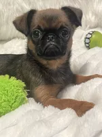 Ziggy-please read bio, a male Brussels Griffon for sale in Lexington, VA – 1 of 10