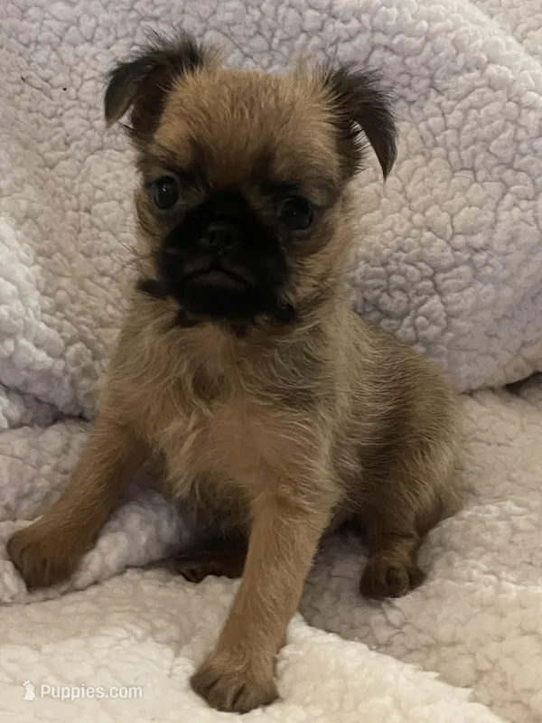 Buster *** Please read bio – Brussels Griffon puppy for sale in Lexington, VA