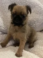 Buster *** Please read bio, a male Brussels Griffon for sale in Lexington, VA – 1 of 5