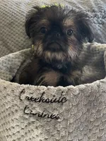 Barnaby, a male Brussels Griffon for sale in Lexington, VA – 3 of 7
